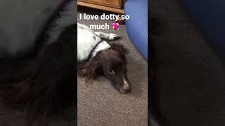 Dotty dog 