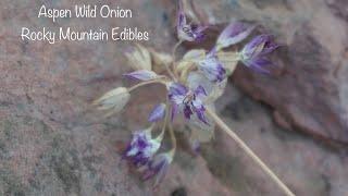 Wild Onion Series: Aspen Onion vs. Lookalike