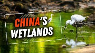 Exploring Wetlands: An Interview with Shenzhen Mangrove Wetlands Conservation Foundation