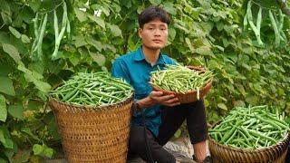 180 Days: Harvest beans, Carrots, Peppers Go sell, Make sausage