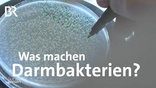 Übersatte Bakterien: Wenn Darmbakterien aus dem Gleichgewicht geraten | Gut zu wissen | BR