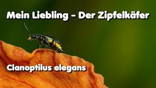 Zipfelkäfer "Clanoptilus elegans" auf Pfirsichblättrige Glockenblume
