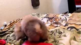 Pomeranian puppies argue #Aurora and #Thumbelina