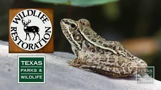 The Ecosystem Functions of Wildlife