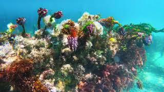 Omeo Dive Trail, Coogee WA