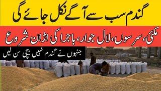 Today Wheat price in punjab//گندم کا ریٹ 2024/munji makki till sarso/Galla mandi rate today