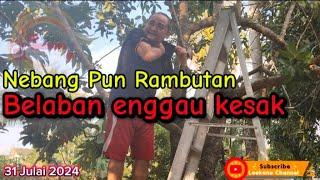 Tebang Pokok Rambutan / di serang Serangga "Kesak"