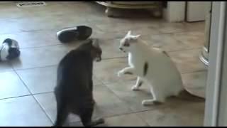 Extreme Cat Fight Caught on Tape