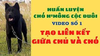 Huấn Luyện Chó H'mông Cộc Đuôi /video số 1 Tạo Liên Kết Giữa Người Huấn Luyện Và Chó /Bằng Đoàn TB