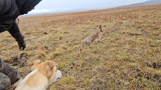 Galgos y Liebres. Balmaceda - Coyhaique 01-09-2024 ग्रेहाउंड और खरगोश grehaund aur kharagosh