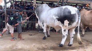 BRANTAS TAK TERSENTUH‼️ FULL PENIMBANGAN KELAS BRAHMAN CROSS