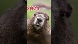 2024 beaver vs 5000 bce beaver #viral #trending #sarching #100k #animal #shortvideos