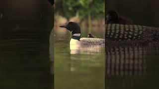 Common Loon Call