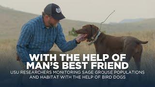 USU Researchers Monitoring Sage Grouse Populations and Habitat with Help of Bird Dogs