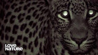 Africa's Big 5: Lion, Leopard, Rhino, African Elephant & Buffalo | Wildlife Icons Ep 102