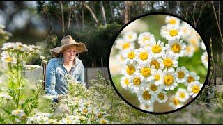 Growing Feverfew FAST and EASY from cuttings!  (Matricaria)