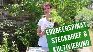 Erdbeerspinat Steckbrief & Kultivierung