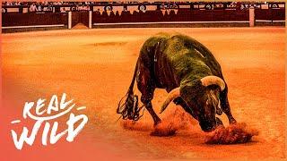 Spain's Most Legendary Fighting Bull | The Spirit Of The Bull | Real Wild