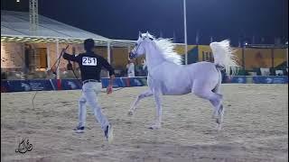 Saudi Arabian horse 