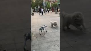 When the robot dog meets the puppies #robotdog