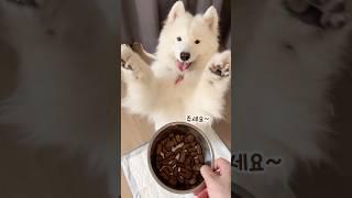 The Reason Why You Shouldn't Tease Your Dogs With Food