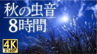 The Sound of Nature at Night in Japan - 8 hours -