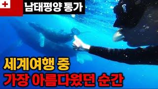 혹등고래 만남고래에 대한 흥미로운 사실 | 통가2