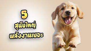 5 สุนัขพันธุ์ใหญ่พลังงานเยอะ