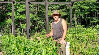 Growing Chicken Food, Planting Upland Rice, Using Biochar and Expanding the Chicken Run