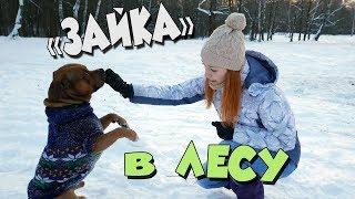 КАК ВЕДУТ СЕБЯ СТАФФБУЛИ В ЗИМНЕМ ЛЕСУ?? ДЖОЙ ПОРВАЛ ПИНГВИНА!!!!