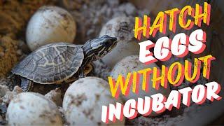 How To Hatch Turtle Eggs Without An Incubator?