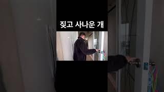 짖고 사나운 개가 훈련사를 만난다면 교정이 될까? #shorts