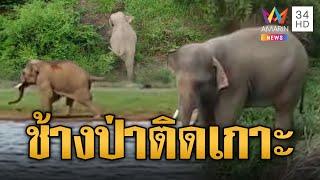 ช่วยหนูด้วยช้างป่า 'น้องพลายซัน' ติดเกาะแรมปี | ข่าวอรุณอมรินทร์ | 10/3/68