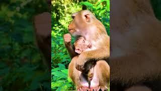 Hak Han MDJ Enjoy Watching Abandon Baby Monkey - Daily Wildlife Monkey