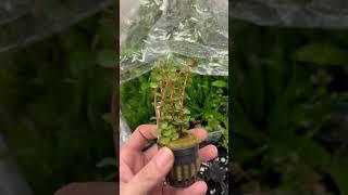 Rotala Rotundifolia Orange Juice - Aquariumplantenshop