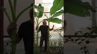 Банан Басио в теплице