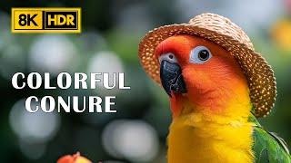 Colorful Sun Conure In The Wildlife | The Color of Birds in 8K HDR