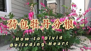 荷包牡丹如何分根How to Divide Bleeding Heart Plant