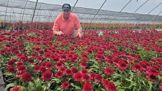 Echinacea Sunny Days Ruby (Coneflower) / Magnificent Bushy Free Flowering, Easy to Grow Perennial