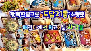 행복한꽃그릇"도담21종"소형분소개배란다좁은환경에맞는화분succulents  plant 多肉植物