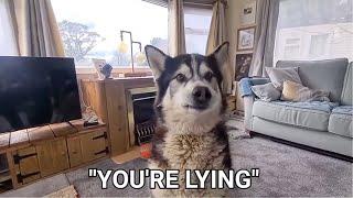 Husky Won't Stop Arguing With His Dad!