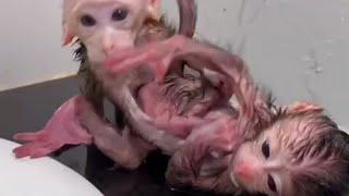 So little poor Baby monkey | Monkey video