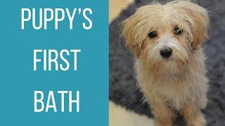 PUPPY'S FIRST BATH | Eight-Week Old Maltipoo