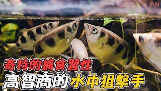 高智商的水中狙擊手-射水魚 | 在水中還能百發百中！| 為什麼這種魚會射水？