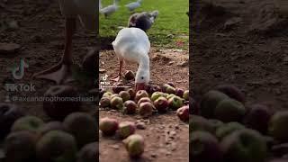 Geese on Permaculture Homestead