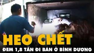 Phát hiện cơ sở giết mổ đưa 1,8 tấn thịt heo chết đi bán ở Bình Dương