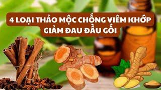 4 loại thảo mộc chống viêm khớp, giảm đau đầu gối | Báo Lao Động