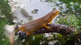 Eastern Newt Care Guide Part 1