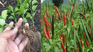 Tips for growing peppers in car tires with lots of fruit and for year-round harvesting