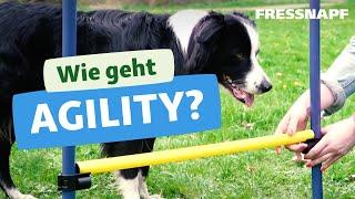 Wie geht Agility? Einfache Übungen für Anfänger (Tunnel, Sprünge, Slalom)